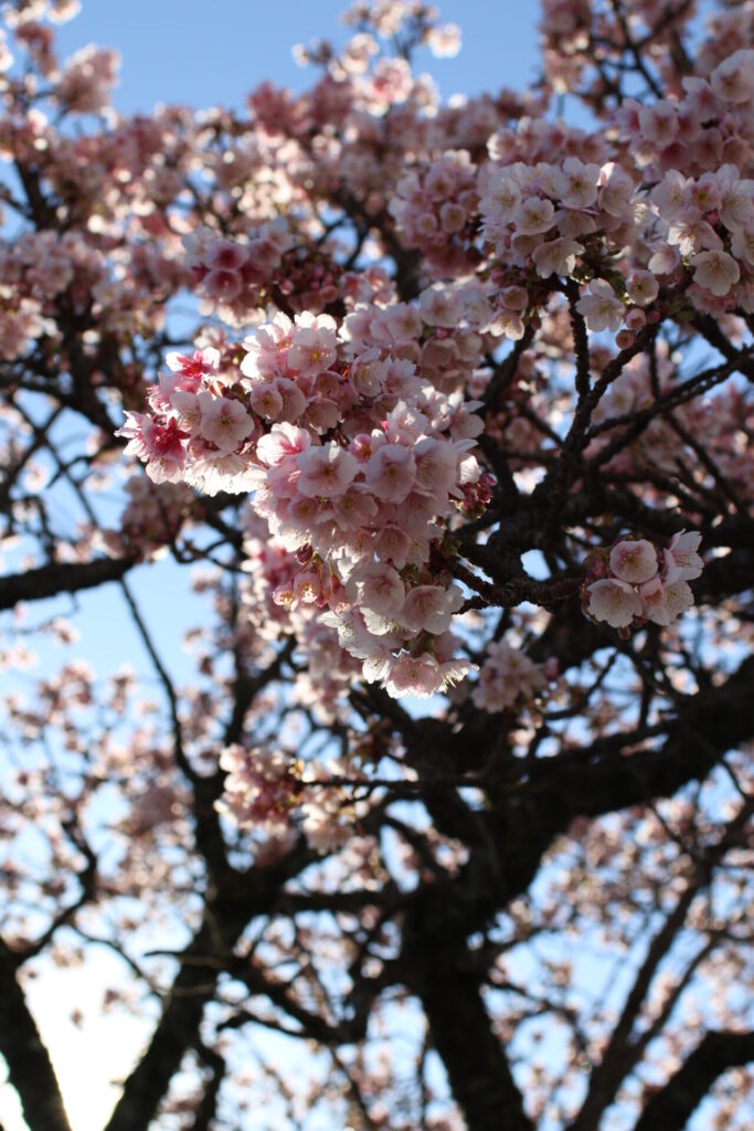 来宮神社の境内に咲く